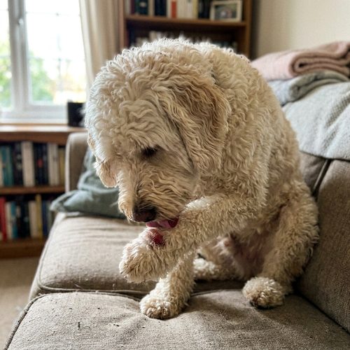 The lick-and-chew loop